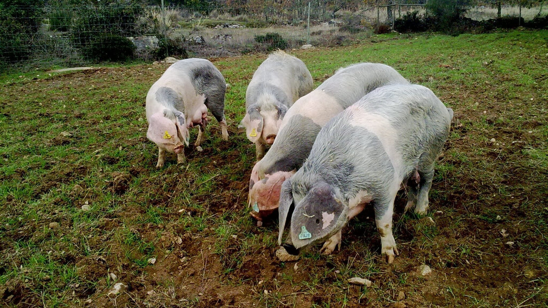 Criado em liberdade e alimentado a castanha: o segredo do sabor do Porco Bísaro