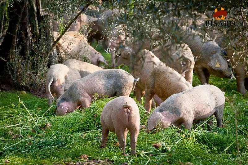 Porco Bísaro e Porco Ibérico: as diferenças que se provam à mesa