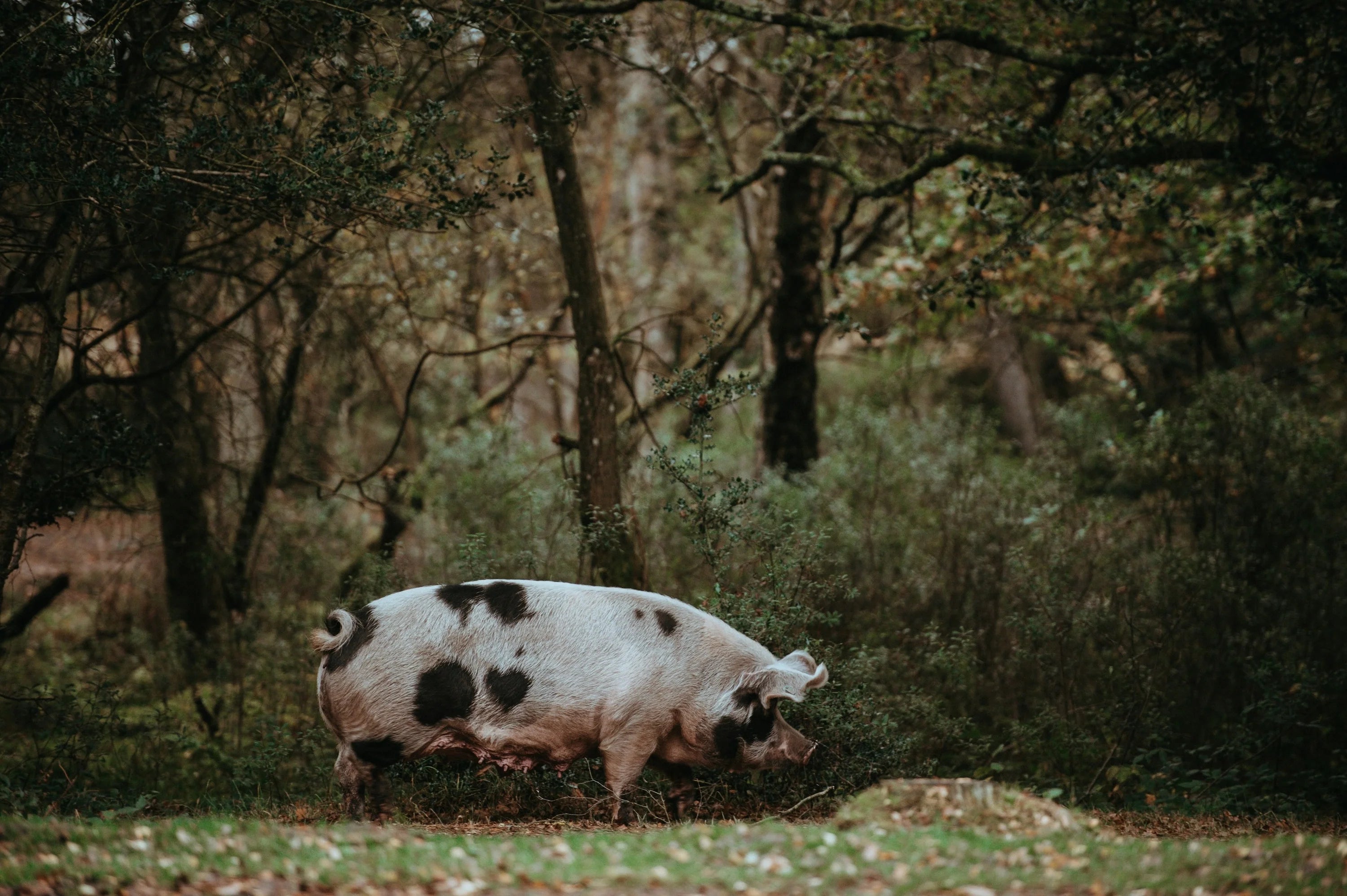 O que é o Porco Bísaro? História e características de uma raça centenária