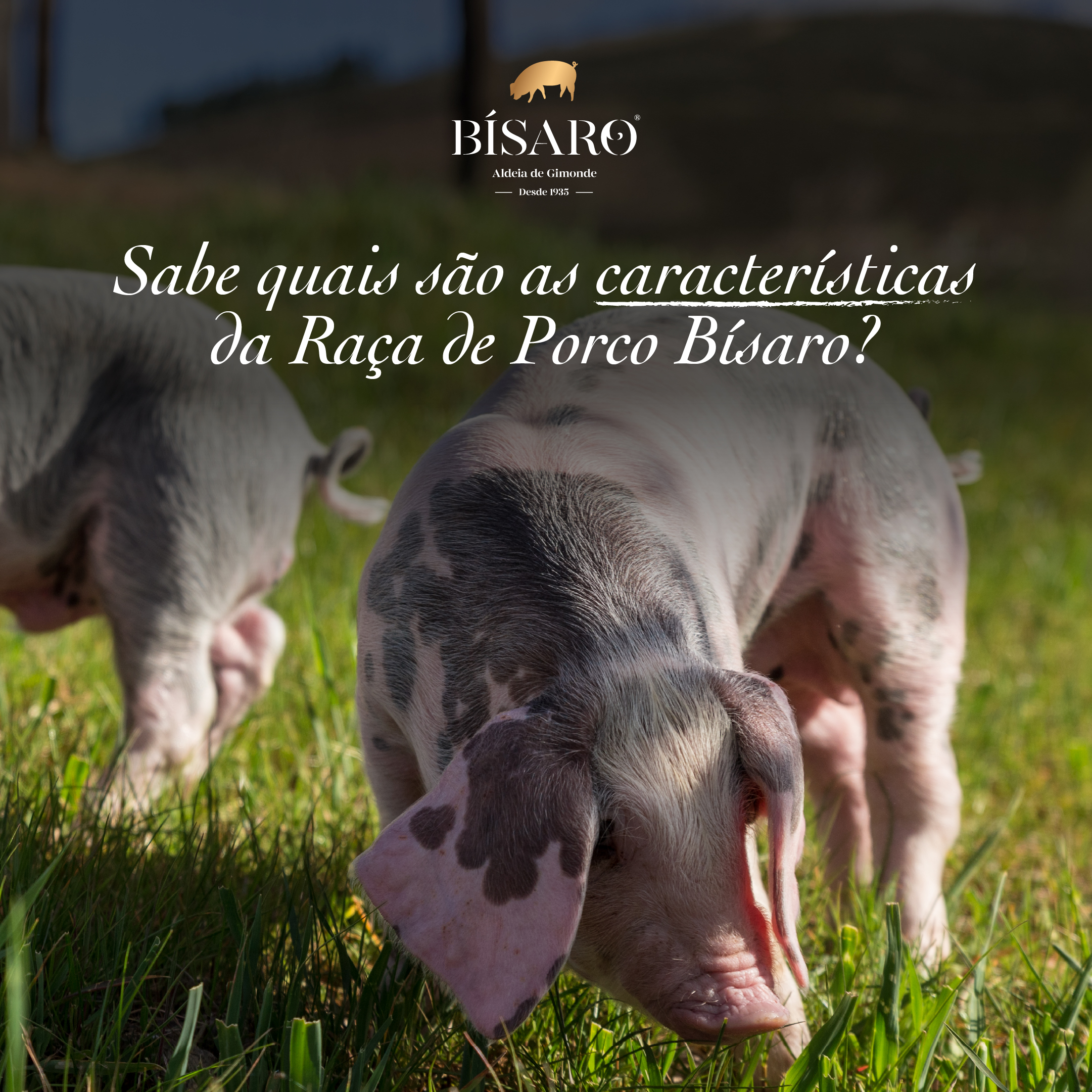 porco bisaro fumeiro transmontano porco bisaro fumeiro transmontano