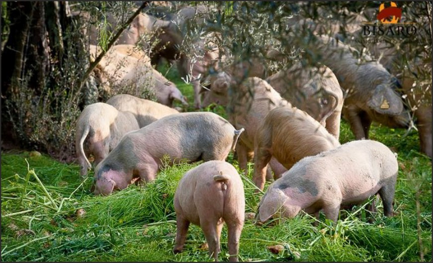 Jovens transmontanos apostam na criação de porcos de raça bísara