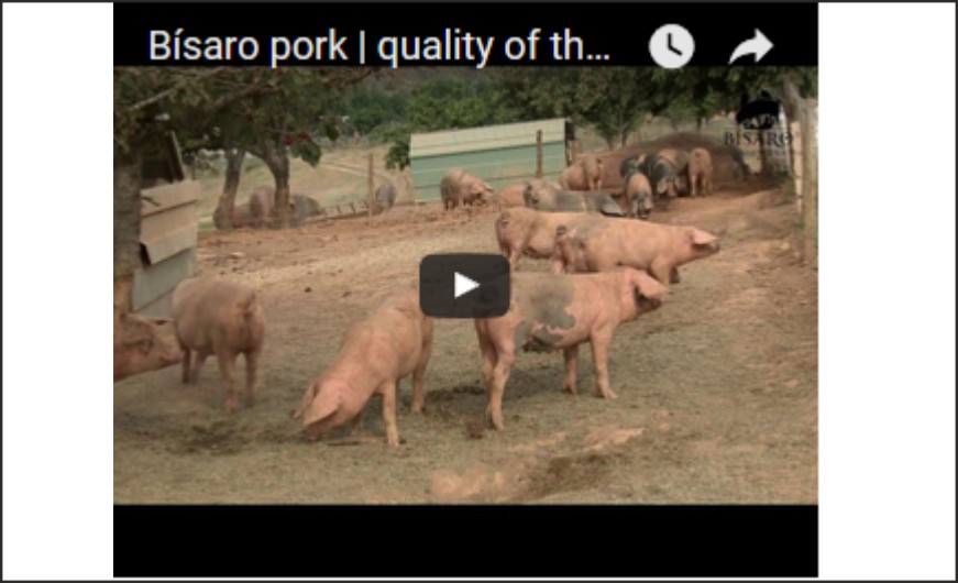 Bísaro pork | quality of the meat