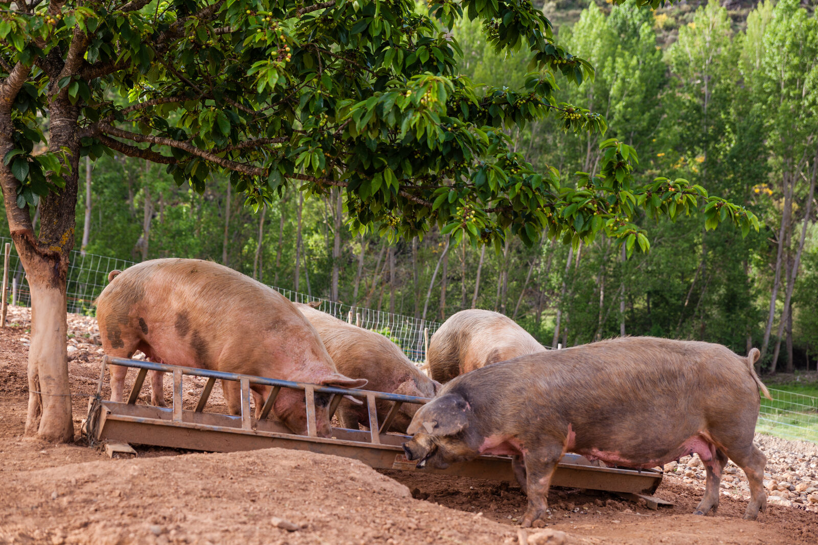 A Bísaro na 1.ª Feira Agrícola de Bragança — 18 a 21 de junho