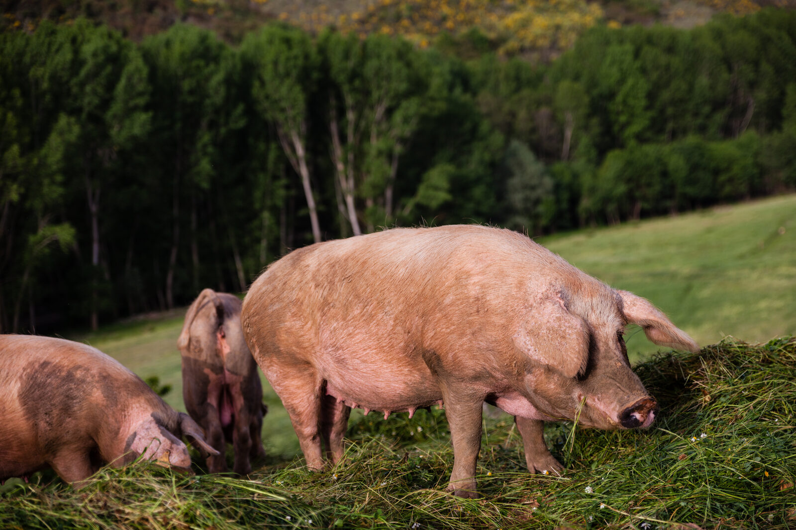 Porca b&iacute;sara no pasto com a vara ao fundo